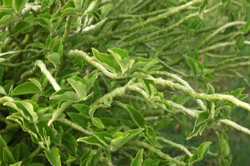 Fototapeta premium close up of green grass