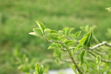 fresh green tea leaves in the garden