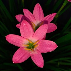 pink water lily