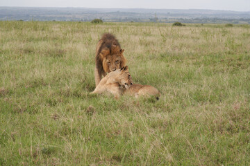 Lion and Lioness Kenya Safari Savanna Mating