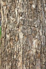 Wood Texture, Old Tree Texture, India