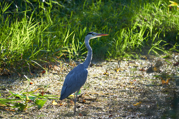Grey heron Ardea cinerea long legged predatory wading bird heron fishing eating bird