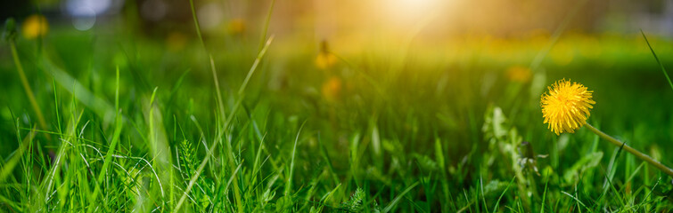 A panoramic view of yellow flower with fresh green grass around during the summer for the background