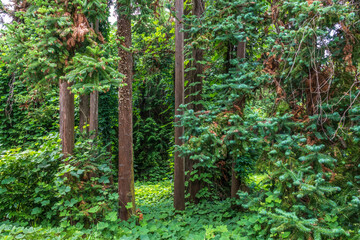 Forest of straight Cryptomeria trees. Cryptomeria japonica, Japanese cedar or Japanese redwood