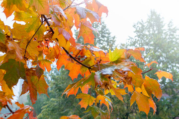 Autumn yelow leafs on tree