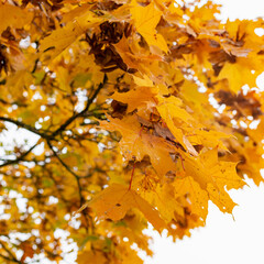 Autumn yelow leafs on tree