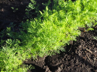 dill growing on the vegetable bed close-up at sunset