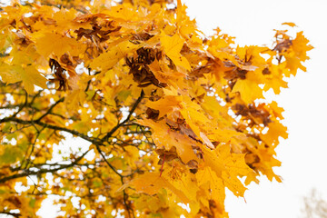 Autumn yelow leafs on tree