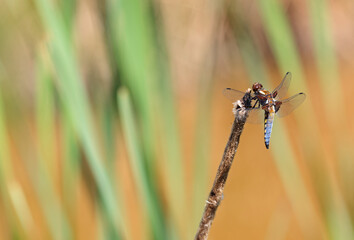 Close up of a broad-bodied chaser, libellula depressa resting o a reed