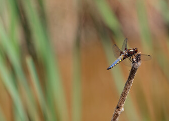Close up of a broad-bodied chaser, libellula depressa resting on a reed