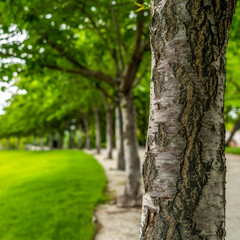 Obraz premium Square Trees with rough white barks lining a paved road and vibrant green lawn