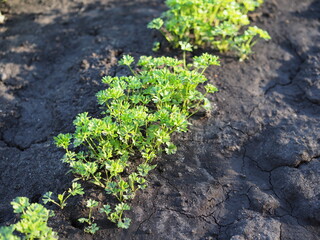 Fresh garden parsley on a bright sunny day.