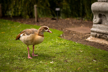 Beautiful egyptian goose, duck, portrait in the London park, amazing focused wild animal