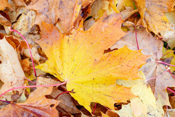 Maple leaves background.Autumn leafs on the ground.