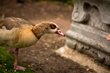 Beautiful egyptian goose, duck, portrait in the London park, amazing focused wild animal