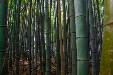 Shot of  giant bamboo tree forest in Japan