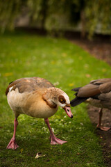 Beautiful egyptian goose, duck, portrait in the London park, amazing focused wild animal