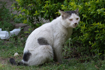 Fototapeta premium portrait of a white cat in the garden park