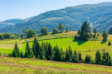 Fototapeta na wymiar mountainous rural landscape. beautiful scenery with trees and fields on the rolling hills at the foot of the borzhava ridge. natural and sustainability development concept