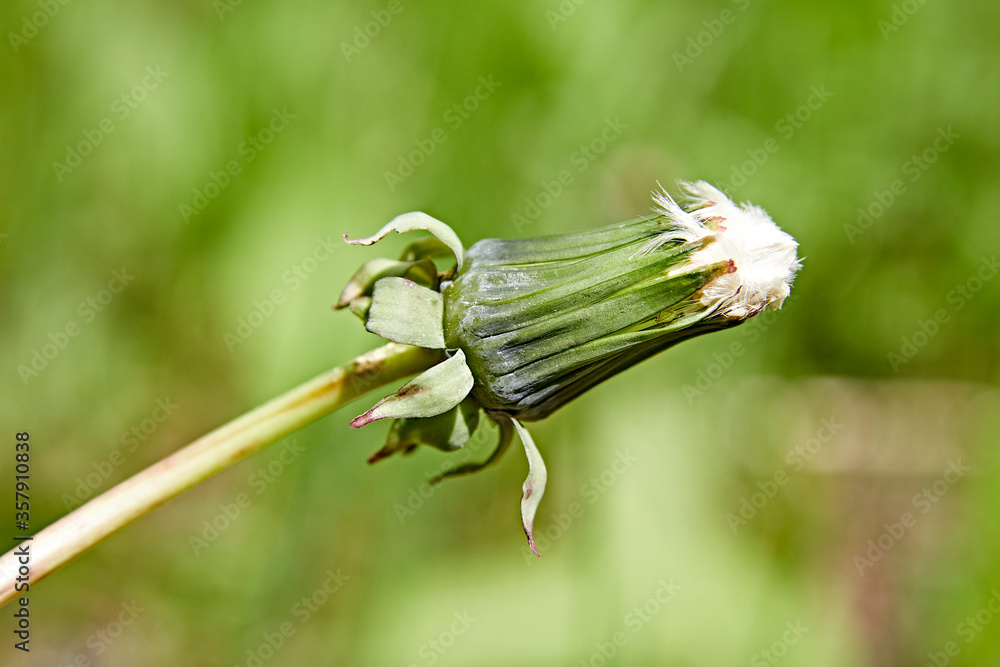 Sticker growth bud flower dandelion green spring