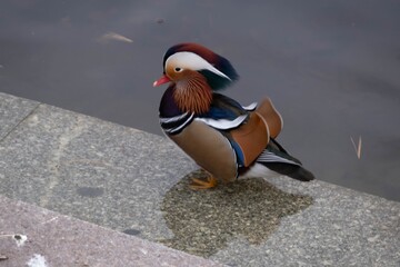 Shot of a beautiful and colorful Mandarin duck