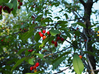 Ripening cherries on orchard trees in garden