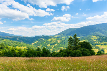 Fototapeta na wymiar grassy mountain meadow in summer. idyllic landscape on a sunny day. scenery rolling in to the distant ridge. beautiful blue sky with puffy clouds