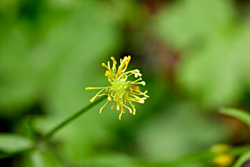 yellow flower blossom closeup petals
