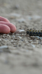 Vertical Close up of hand of a person and fuzzy black caterpillar against rocky ground