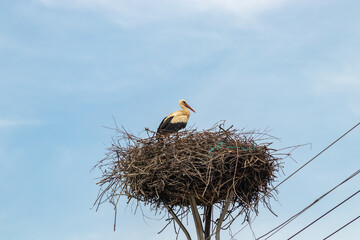 Fototapeta premium storks in the nest