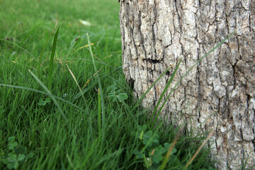 green grass in the grass