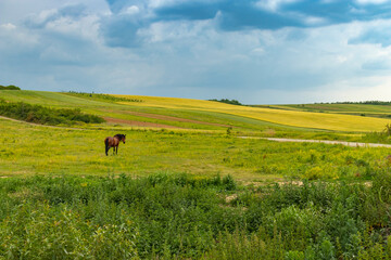 horse in the field