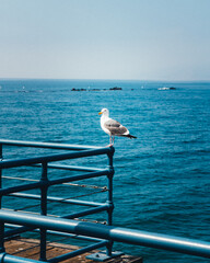 seagull on the pier