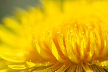 Macro of a large yellow dandelion close-up with a blooming flower Bud. Bright and beautiful Bud of a young dandelion. Spring flowering of wild flowers. Beautiful weed. Petals close-up. Yellow flower B
