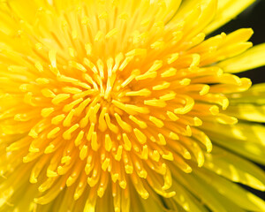Macro of a large yellow dandelion close-up with a blooming flower Bud. Bud yellow of a dandelion. Spring flowering of wild flowers. Petals close-up. Yellow flower Bud.