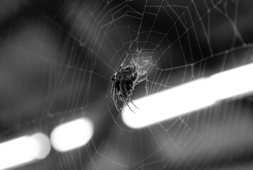 spider on web