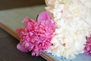 Beautiful colorful peony flower, closeup