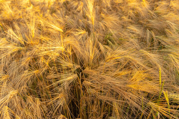 field of wheat
