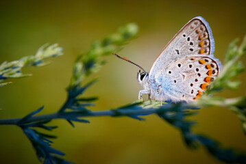Obraz premium Butterfly in the grass in sunlight with copy space.