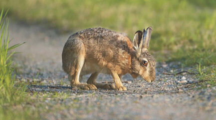 Hare golden hour