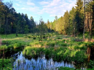 Fototapeta na wymiar swamp in the forest on a sunny summer day