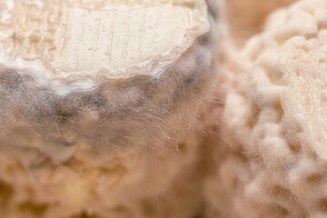 French cheese Goat Croutting. Healthy food. Natural product. High quality photo.