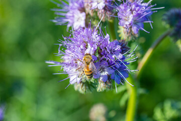 eine Biene sammelt auf einer Blume (Schneeheide) Honig