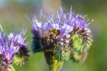 eine Biene sammelt auf einer Blume (Schneeheide) Honig