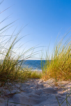 D&uuml;nengras weht im Wind, an der Ostsee	