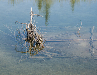 The roots of a dried tree in the water