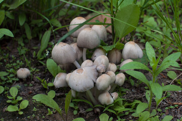 A poisonous mushroom-a pale grebe in the forest grows in a large group.