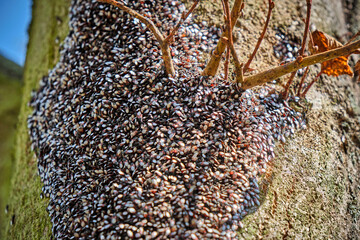 Lindenwanze oder Malvenwanze ( Oxycarenus lavaterae ) am Stamm einer Linde