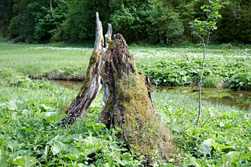 old wood trunk stump creek moss
