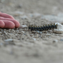 Square frame Close up of hand of a person and fuzzy black caterpillar against rocky ground